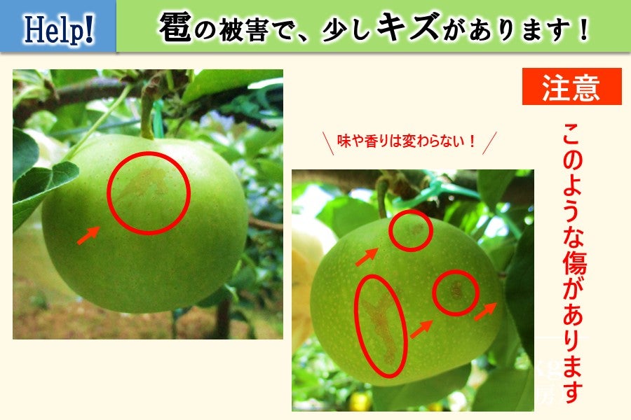 産地直送 通販 お取り寄せ【訳あり・ご家庭用】香住の二十世紀梨 約10kg 3～4Ｌ（24～28玉）: あつめて、兵庫。|ＪＡタウン
