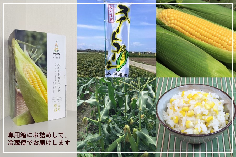 Sweet Morning (スウィート・モーニング) 予約】JA兵庫南 スイートモーニング（2L・約2㎏） 【6月下旬から順次
