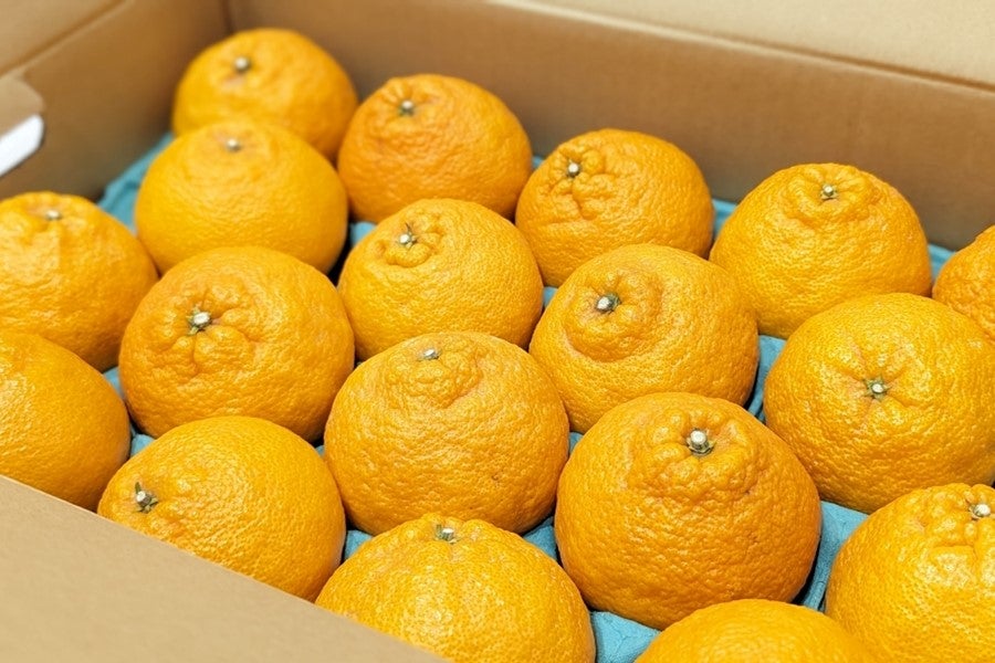 ◆美菜恋来屋◆ほんまもん淡路島 あわじ不知火(18〜20玉・約5kg) ※3月上旬出荷開始予定