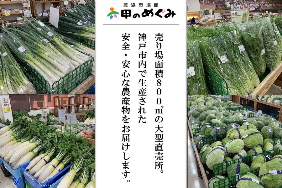 通販　お取り寄せ　新鮮野菜セット小（８種類）:　あつめて、兵庫。|【ＪＡタウン】産地直送