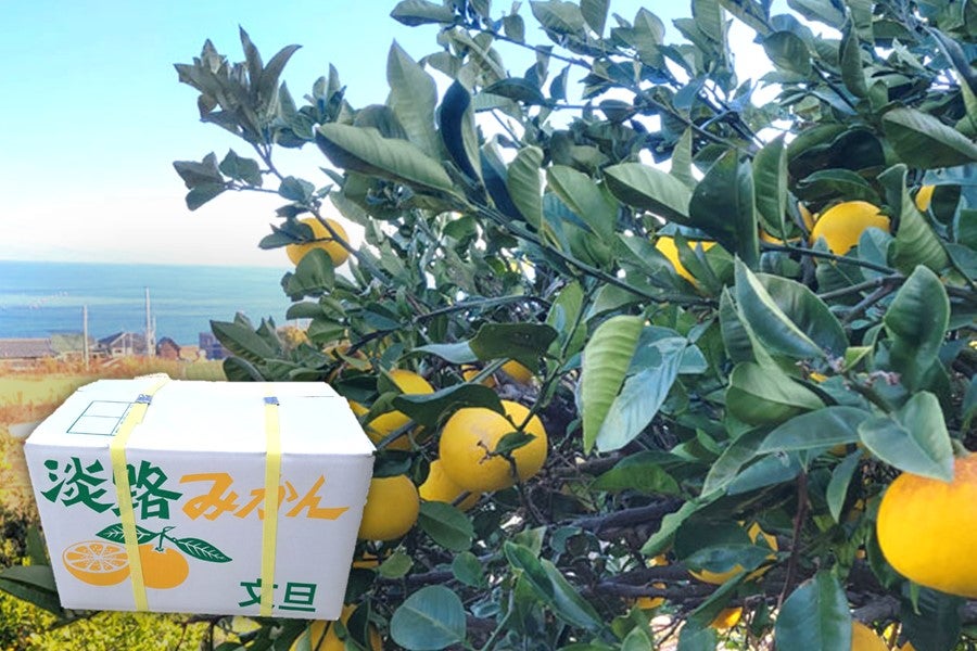 平岡さんちの淡路島産文旦 (10kg)LSサイズ