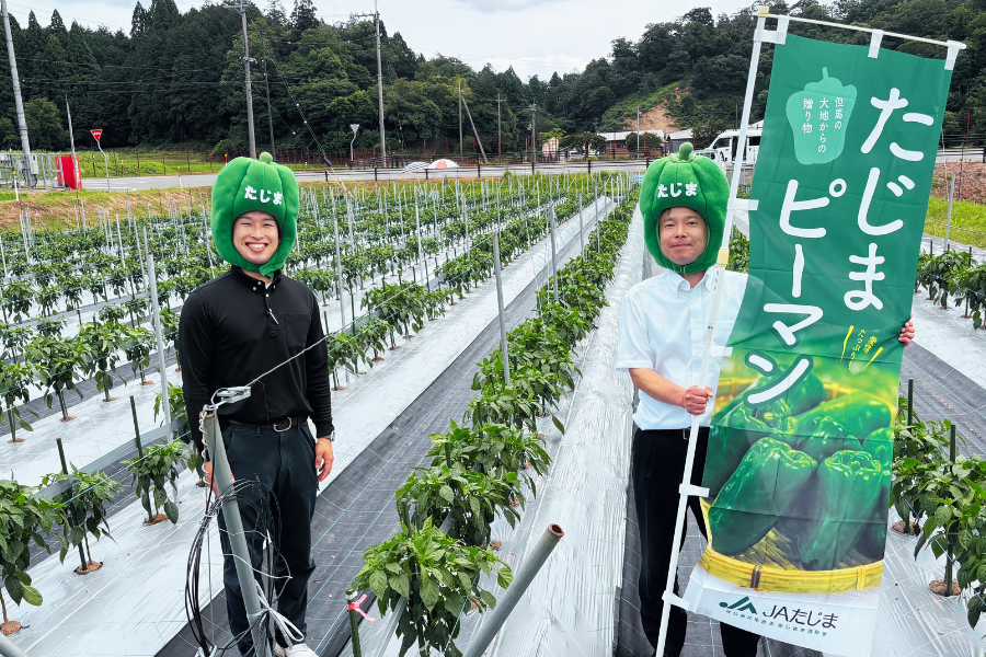 食べて応援】たじまピーマンたっぷり！JAたじま野菜BOX（小）: あつめ