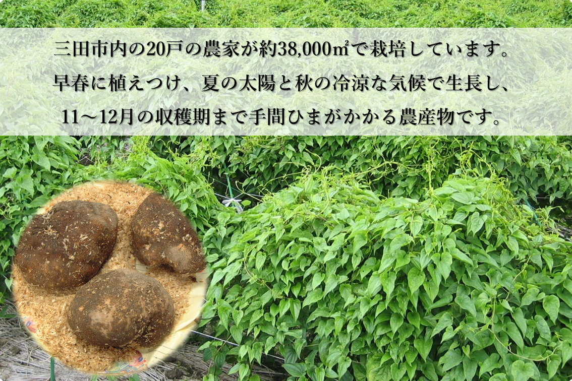 【期間限定】三田産　特選山の芋（２�s）　※送料無料