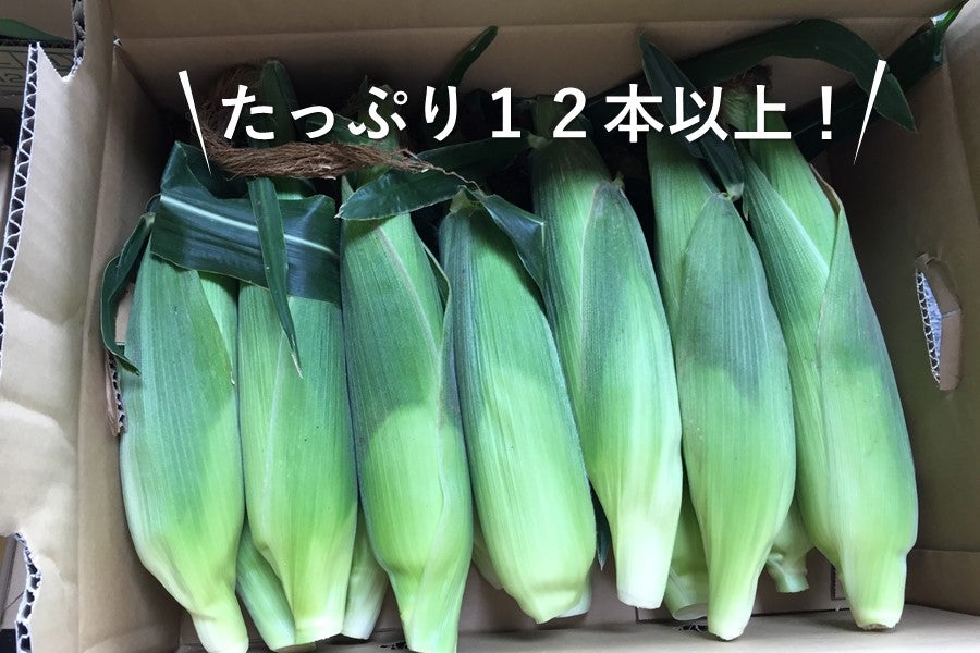 終売】JA兵庫南 スイートコーン(約5㎏)【家庭用・業務用】: あつめて、兵庫。|【JAタウン】産地直送 通販 お取り寄せ 甘い◎スイートコーン 12本 A品 とうもろこし