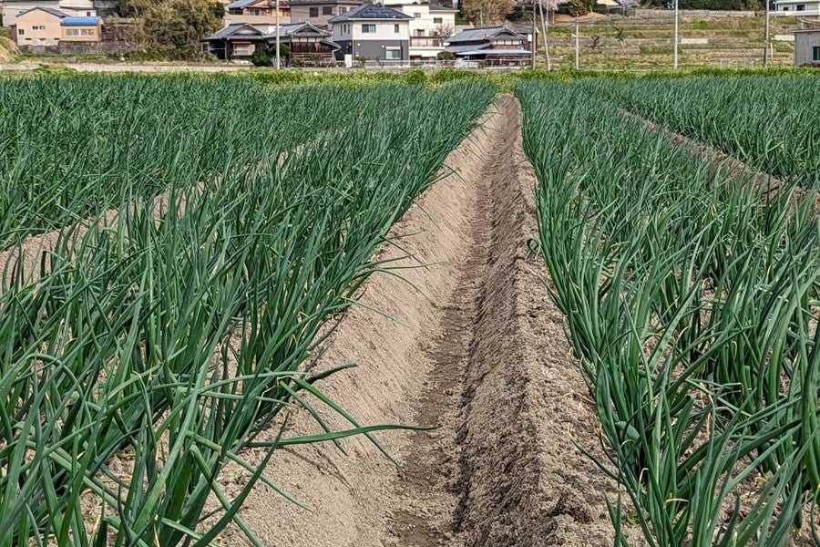 【数量限定】馬場さん家の淡路島産たまねぎ(約10kg)