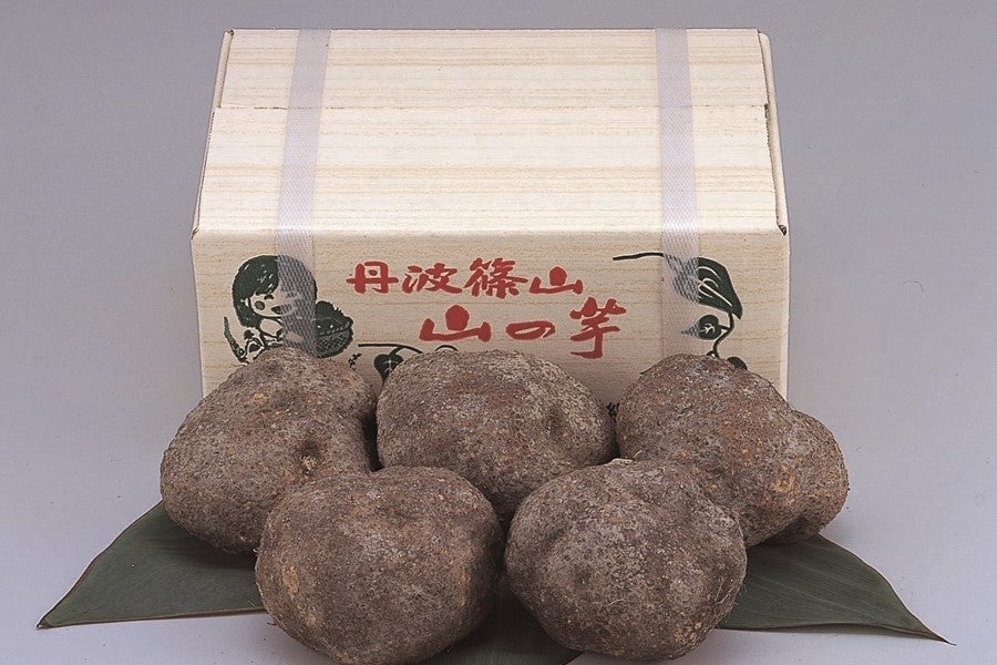 あつめて、兵庫。|【ＪＡタウン】産地直送　通販　丹波篠山市産　山の芋（秀品・約1.5kg）:　お取り寄せ