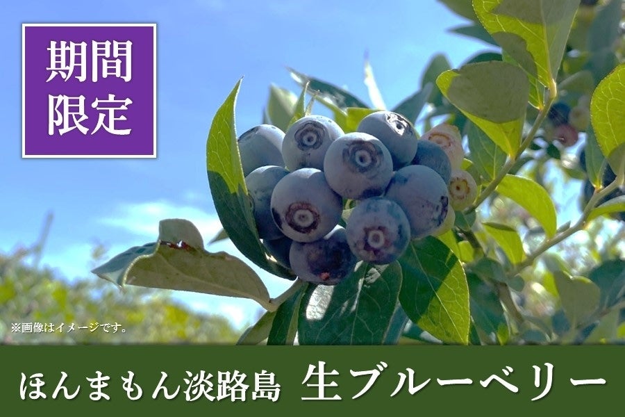 ◇美菜恋来屋◇ほんまもん淡路島 生ブルーベリー(500g×2): あつめて、兵庫。|【JAタウン】産地直送 通販 お取り寄せ 生ブルーベリー500g
