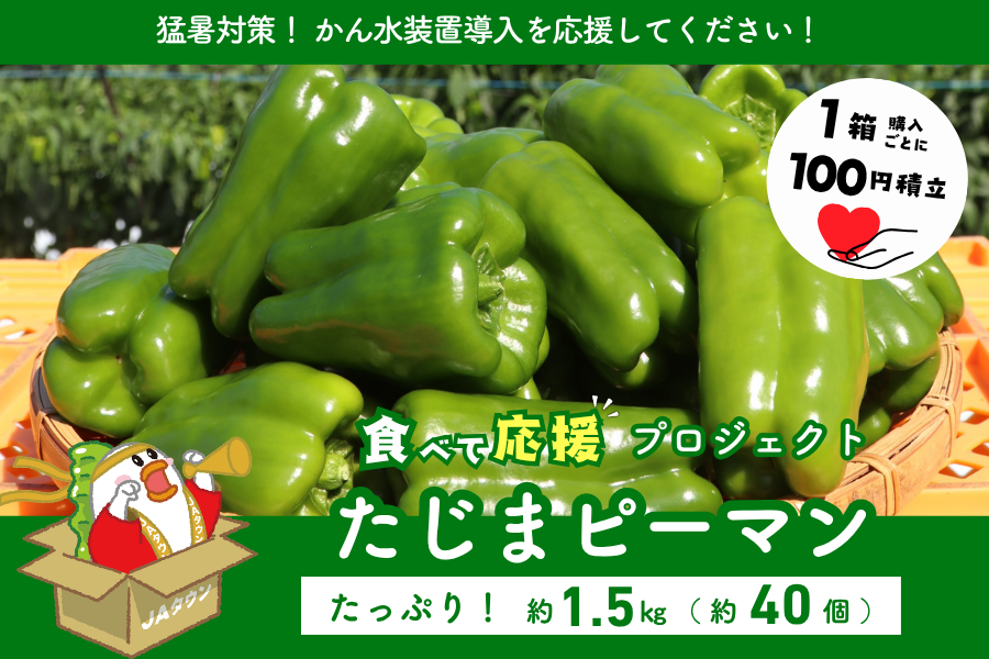 終売】【食べて応援】たじまピーマン（約 1.5kg）: あつめて、兵庫
