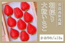 【終売】朝採り大粒いちご（かおり野）約9粒入×2箱