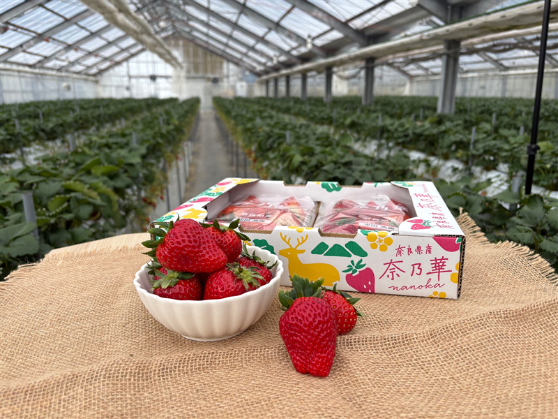 大決算セール2026】【期間限定】奈良のオリジナル品種 奈乃華 約270g