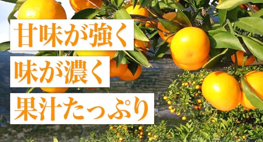 産地直送 通販 お取り寄せ 有田みかん 5㎏ （１１月下旬から順次発送予定）: 和歌山発！！ふるさとの便り|ＪＡタウン
