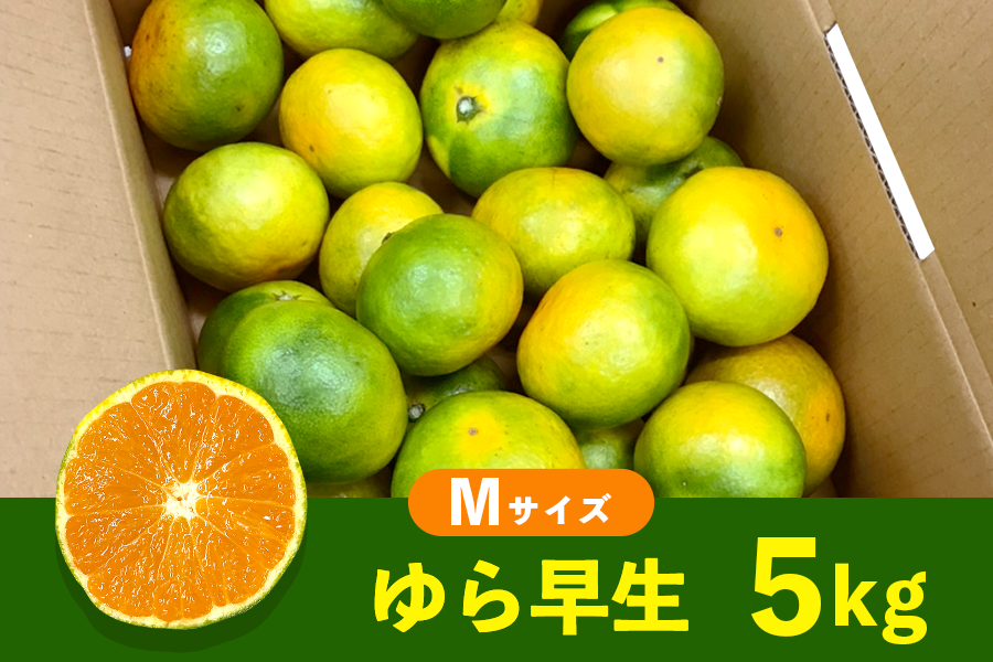 極早生みかん（ゆら早生）