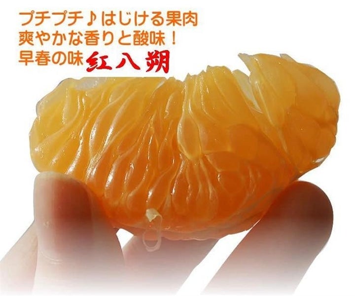 産地直送 通販 お取り寄せ紅八朔 ポッポ 10kg 2l ひよこ付き 紀の里 旬 たより ｊａタウン