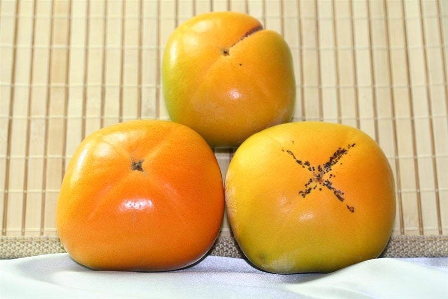 ご家庭用に～たねなし柿 約7.5kg（2L:32玉入）: 紀の里'旬'たより|【ＪＡタウン】産地直送 通販 お取り寄せ