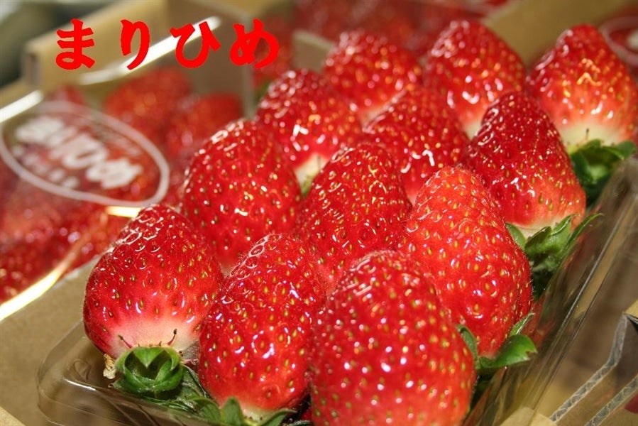 クリスマス限定「まりひめいちご」 約1kg ※12/19～20発送