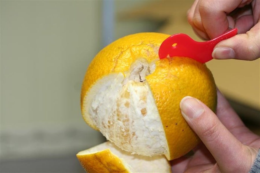 産地直送 通販 お取り寄せ紅八朔 ポッポ 10kg L ひよこ付き 紀の里 旬 たより ｊａタウン