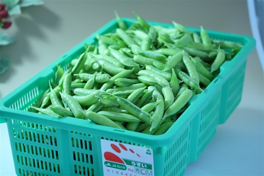 産地直送 通販 お取り寄せわけあり 紀州うすいえんどう豆 約４ｋｇ 紀の里 旬 たより ｊａタウン