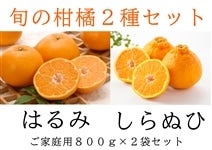 【2種類】柑橘食べ比べセット【しらぬひ（不知火）】【はるみ】【ご家庭用】