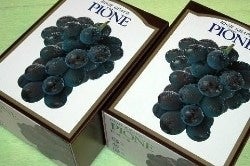 和歌山のぶどう 種なしピオーネ おすそ分けにもピッタリ 1kg箱 