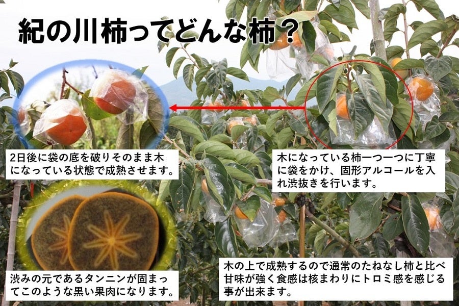 産地直送 通販 お取り寄せ和歌山の柿 紀の川柿 ３Ｌサイズ１３玉 ４kg箱: ＪＡ紀北かわかみ 『腕自慢』|ＪＡタウン