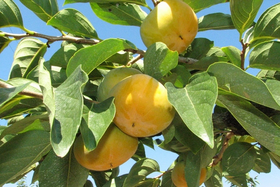 非常に高い品質 むちょんさん確認用 その他 Www Vetoswitchgears Com 非常に高い品質 むちょんさん確認用 その他 Www Vetoswitchgears Com