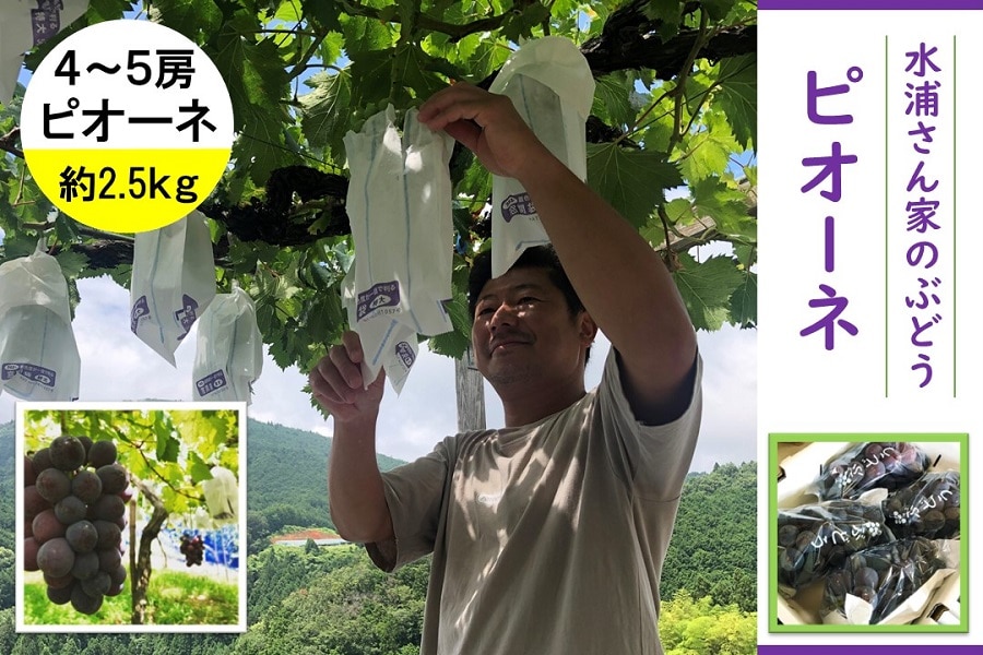 産地直送 通販 お取り寄せやっちょん広場 水浦さん家のぶどう ピオーネ 4 5房 約2 5kg ja紀北かわかみ 腕自慢 jaタウン 産地直送 通販 お取り寄せやっちょん広場 水浦さん家のぶどう ピオーネ 4 5房 約2 5kg ja紀北かわかみ 腕自慢 jaタウン