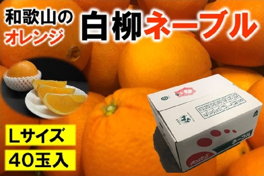 産地直送 通販 お取り寄せ和歌山のオレンジ 白柳ネーブルオレンジ Ｌサイズ ４０玉 約８ｋｇ: ＪＡ紀北かわかみ 『腕自慢』|ＪＡタウン