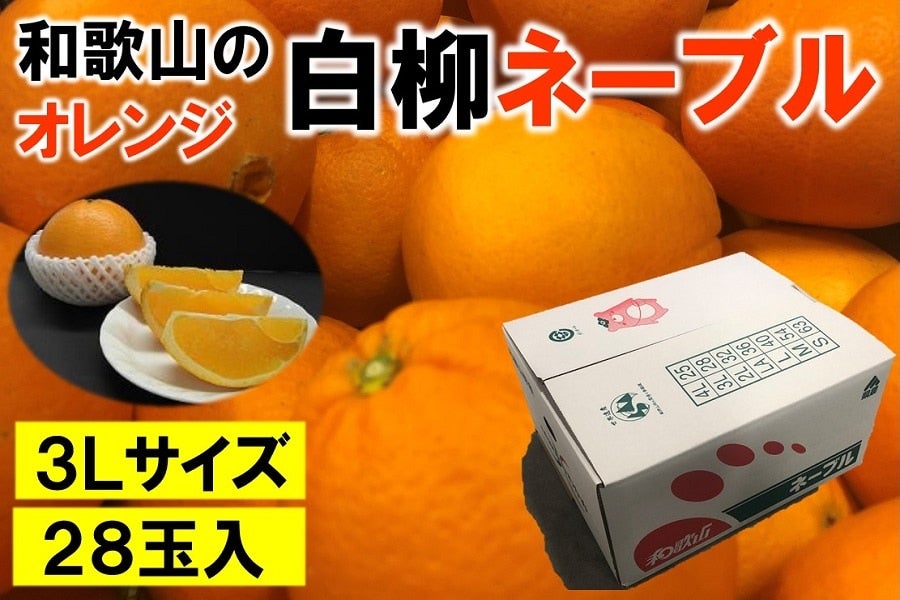 和歌山のオレンジ　白柳ネーブルオレンジ　３Ｌサイズ　２８玉　約８ｋｇ