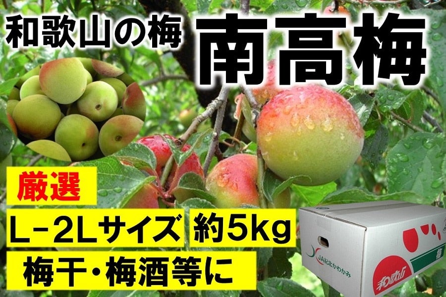 和歌山県産南高梅L、2Lサイズ混合15kg 無農薬 果物