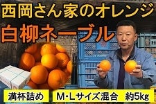 やっちょん広場　西岡さん家のオレンジ　【手間ひまかけた】白柳ネーブル　Ｍ・Ｌサイズ満杯詰め約５kg
