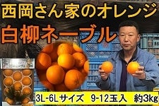 やっちょん広場　西岡さん家のオレンジ　【手間ひまかけた】白柳ネーブル　３Ｌ〜６Ｌサイズ　９〜１２玉　約３kg