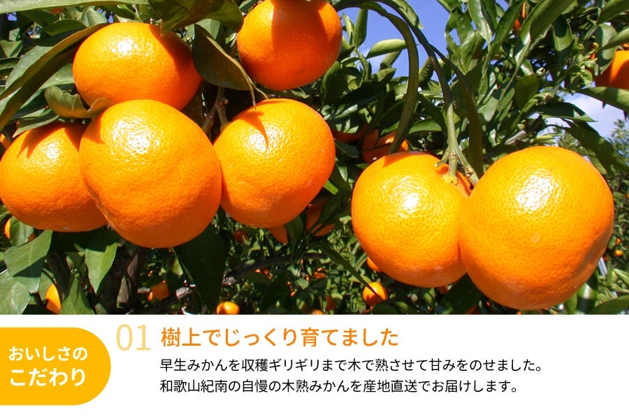木熟みかん （Mサイズ） 10kg 【お歳暮にも】