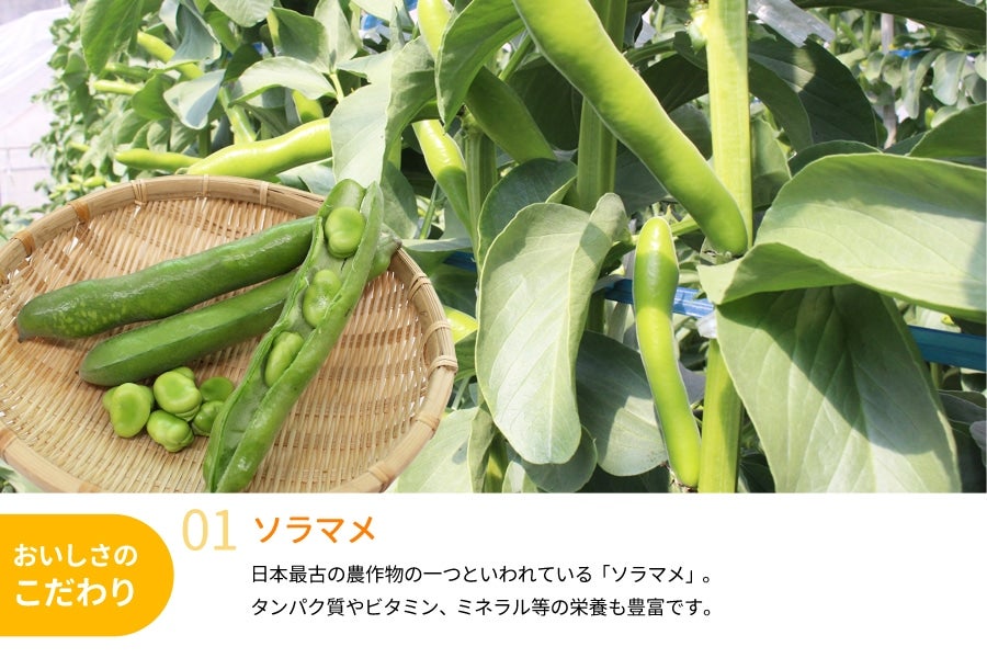 産地直送 通販 お取り寄せまめまめセット そらまめ 紀州うすい ウスイエンドウ 計2kg ｊａ紀南 ｊａタウン
