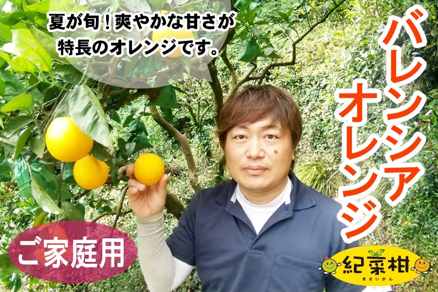 紀菜柑】平田 卓巳さんのご家庭用「バレンシアオレンジ」約4kg: ＪＡ紀南|【ＪＡタウン】産地直送 通販 お取り寄せ