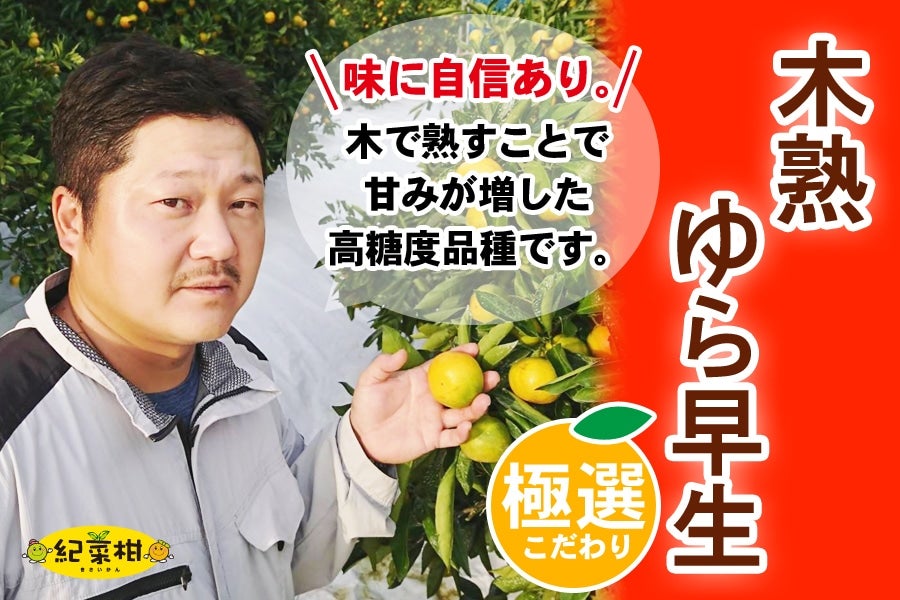 産地直送 通販 お取り寄せ和歌山みかん|JAタウン 産地直送 通販 お取り寄せ和歌山みかん|JAタウン