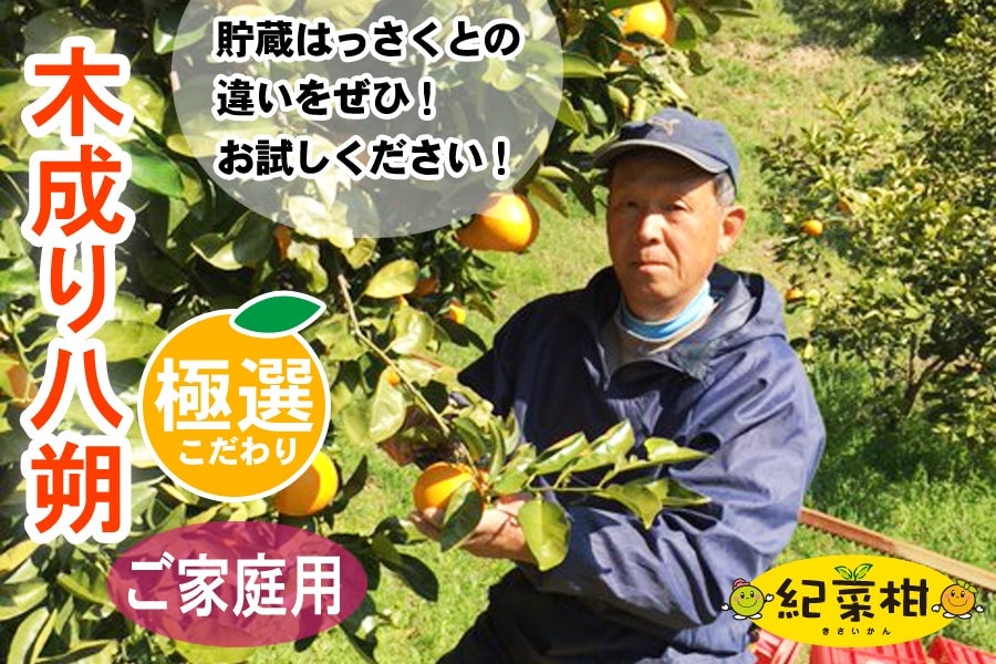 【紀菜柑】ご家庭用　津葉井悟さんの「木成り八朔」 S〜Lサイズ 約6kg