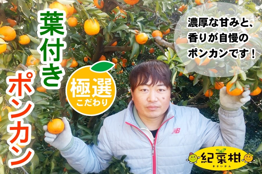 【紀菜柑】平田　卓巳さんの「葉付きポンカン」Mサイズ　約4kg
