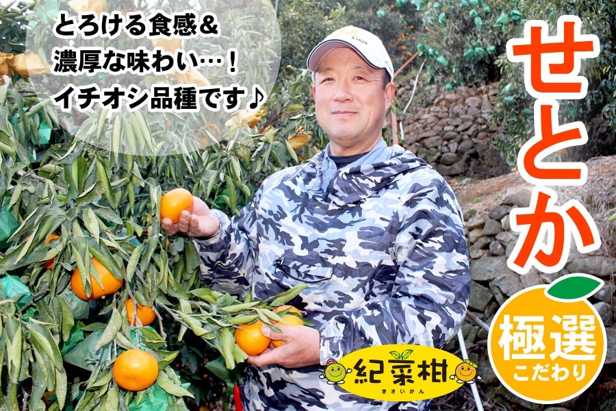 【紀菜柑】森山昌明さんの「せとか」小玉サイズ　約3kg