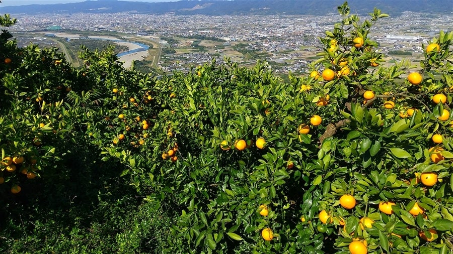 専用♥みかん❤細み★ゆったり大人サイズ☆ネックウォーマー⭐もちぷにパンダ 大西農園 みかん（約10kg）S,M,Lサイズ混合: めっけもん広場|【JA