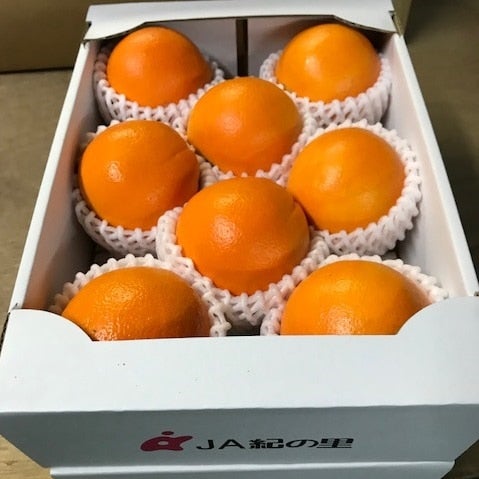 【めっけもん広場】ネーブル 2.5kg 7〜12玉