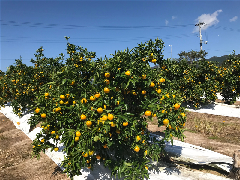 めっけもん広場の 熟成 みかん(約10kg)S〜L サイズ混合【ご家庭用】【蜜柑】【ミカン】【和歌山】【温州みかん】