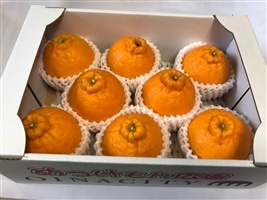 森下農園 不知火（約2.5kg）: めっけもん広場|【JAタウン】産地直送