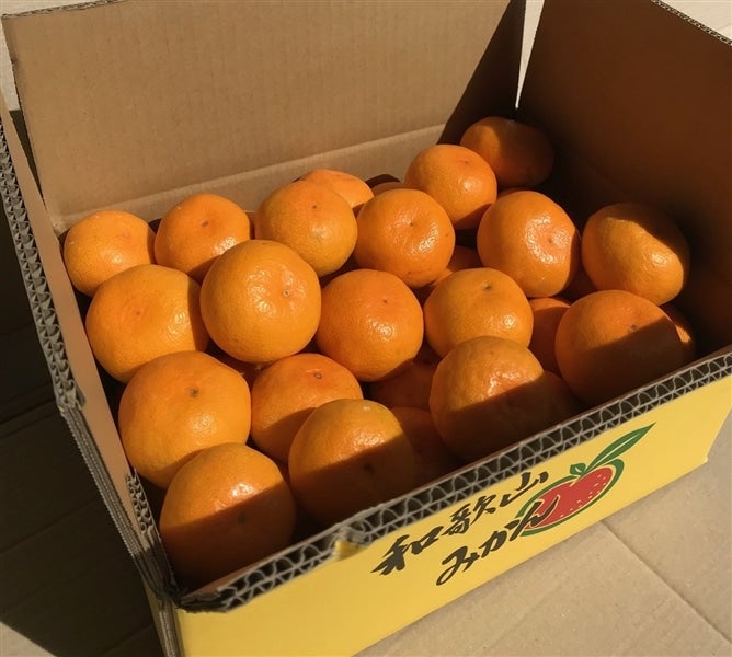 めっけもん広場の 熟成 みかん(約10kg)S〜L サイズ混合【ご家庭用】【蜜柑】【ミカン】【和歌山】【温州みかん】