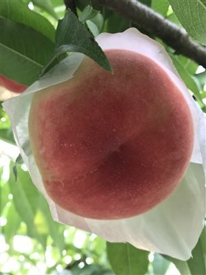 産地直送 通販 お取り寄せ 田中農園 まこちゃんのもも 品種おまかせ 約３ｋｇ 7 11玉 めっけもん広場 ｊａタウン