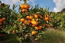 みかん 約10kg 木村農園 和歌山県産
