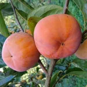 ߂ĹuxL`iӂ`jvya̎R̊`iJLjz