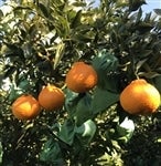 ����ʂЁi�s�m�΁j�@�Q�����@�W�`�P�Q���y���ƒ�p�z�y�݂���z�y�߂�������L��z�y���k�z�y�ӊ��z�y����ʂ��z