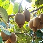 �吼�_�� �L�E�C�t���[�c2.4kg��