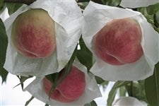 Gy7/8`oׁz吼_@Ȃ@S:15