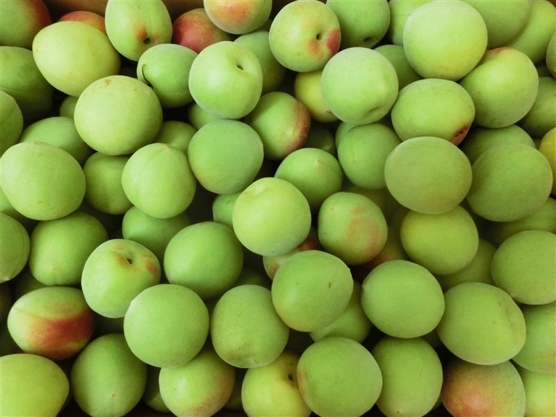 和歌山県の南高梅 約10kg 【Lサイズ】: JAながみね とれたて広場  